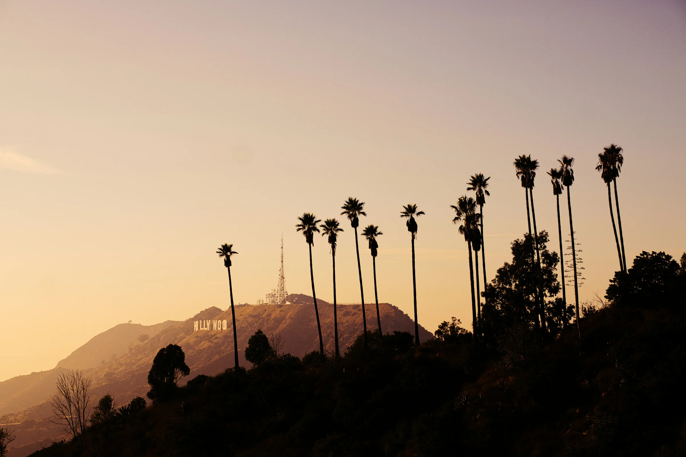 The Hollywood sign and silhouetted palms in Los Angeles